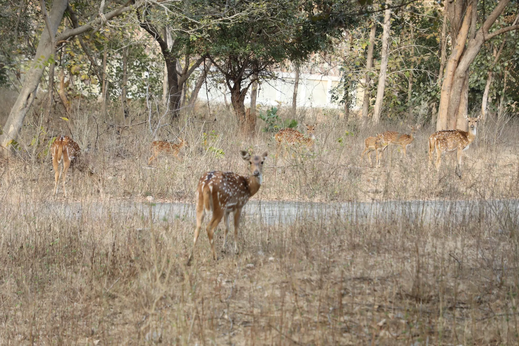 Pench National Park Outing 3
