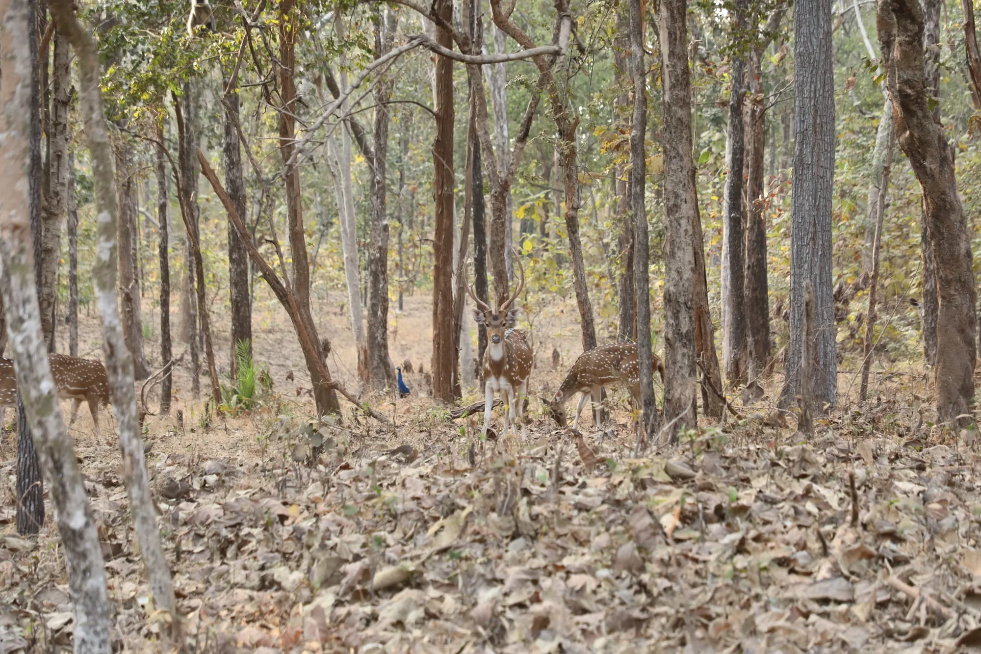 Pench National Park Outing 7