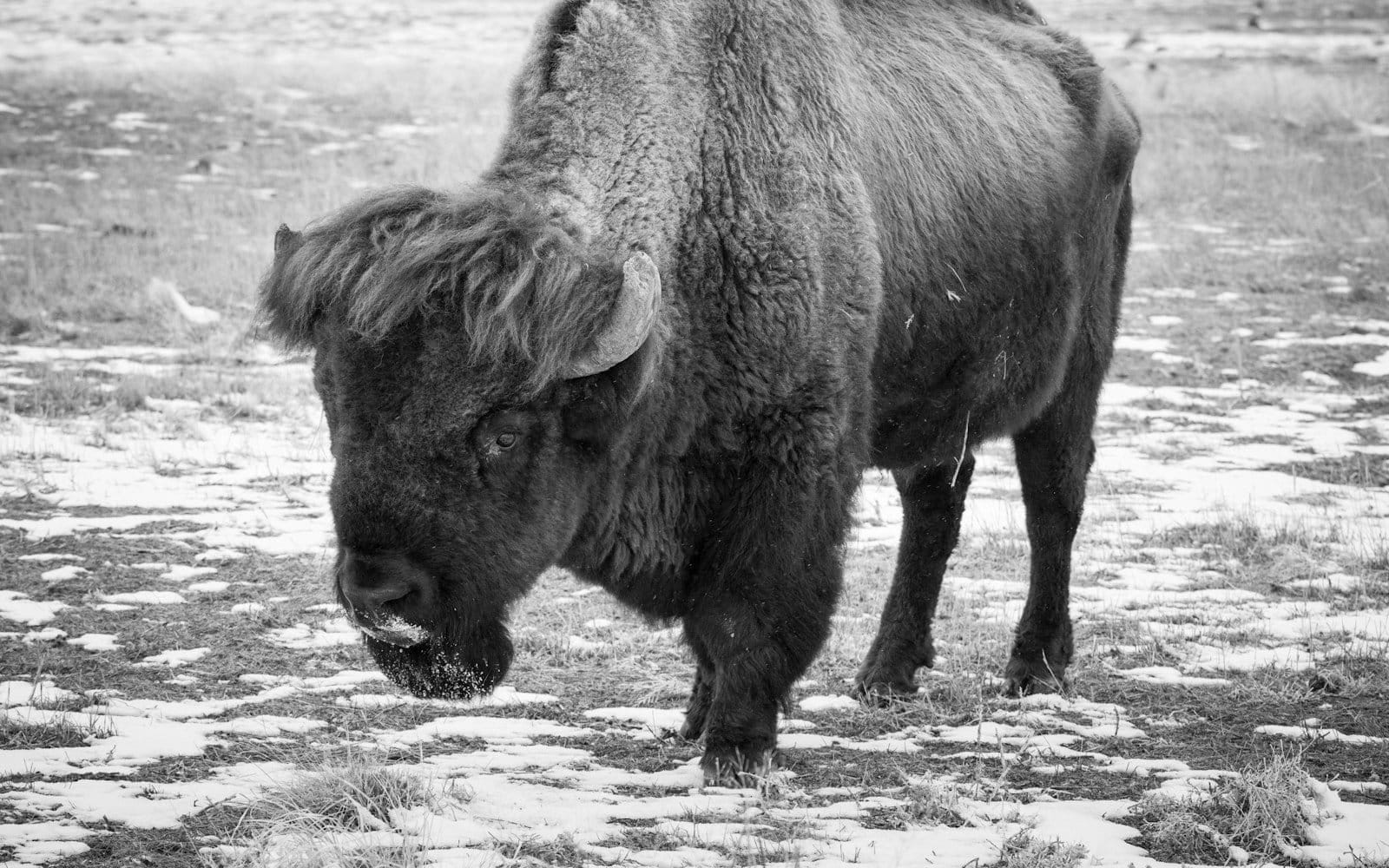 Salesforce Nonprofit Cloud Transformation for Buffalo Conservation and Community Empowerment Delivering 40% Increase in Donor Engagement
